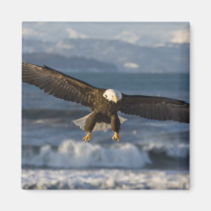 Bald Eagle, Haliaeetus leucocephalus, Homer, 3 Magnet