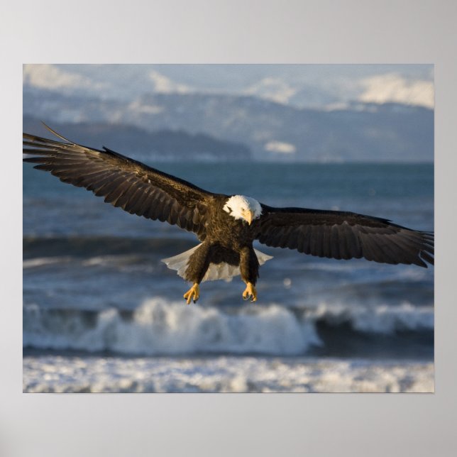 Bald Eagle, Haliaeetus leucocephalus, Homer, 3 Poster (Front)