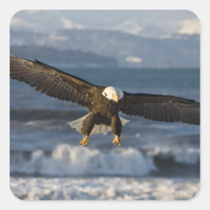 Bald Eagle, Haliaeetus leucocephalus, Homer, 3 Square Sticker