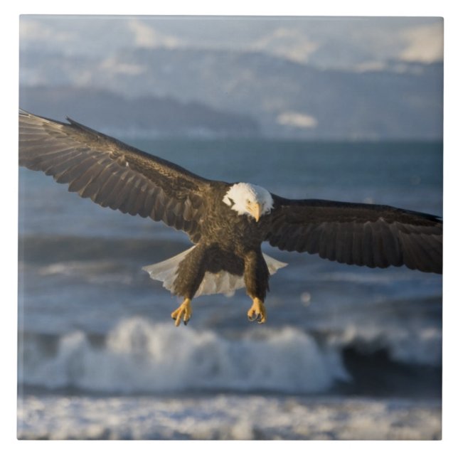 Bald Eagle, Haliaeetus leucocephalus, Homer, 3 Tile (Front)