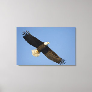 Bald Eagle, Haliaeetus leucocephalus, Homer, 4 Canvas Print