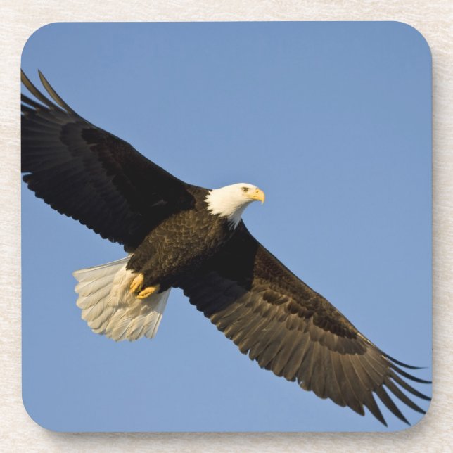Bald Eagle, Haliaeetus leucocephalus, Homer, 4 Coaster (Front)