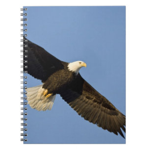 Bald Eagle, Haliaeetus leucocephalus, Homer, 4 Notebook