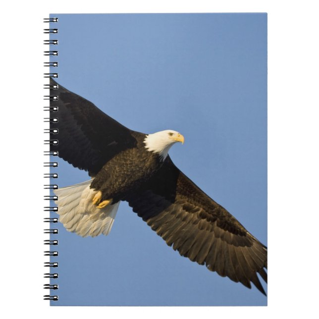 Bald Eagle, Haliaeetus leucocephalus, Homer, 4 Notebook (Front)