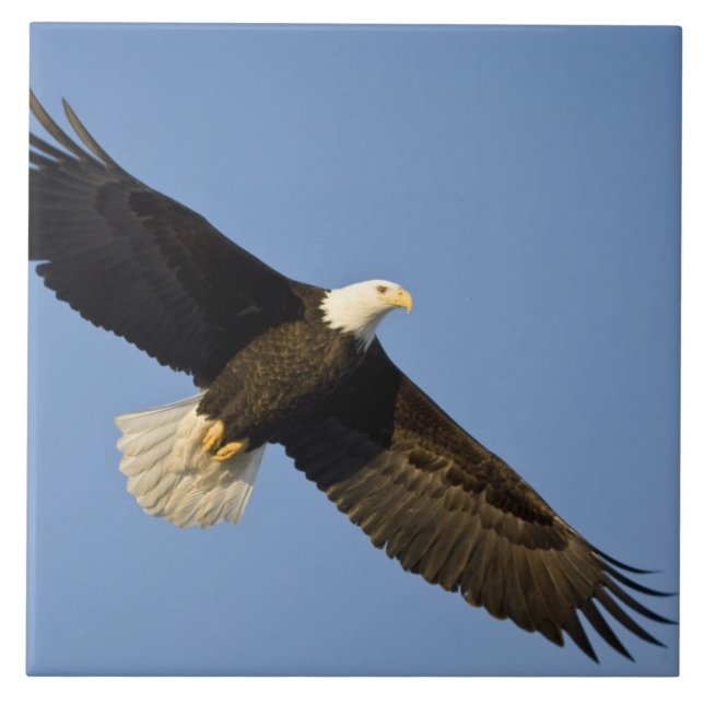 Bald Eagle, Haliaeetus leucocephalus, Homer, 4 Tile (Front)