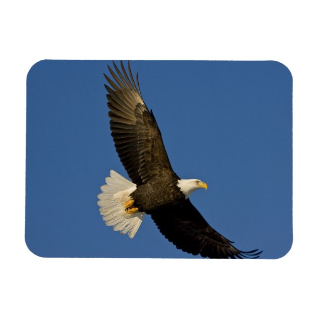 Bald Eagle, Haliaeetus leucocephalus, Homer, Magnet (Horizontal)