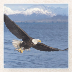 bald eagle, Haliaeetus leucocephalus, in flight 4 Glass Coaster