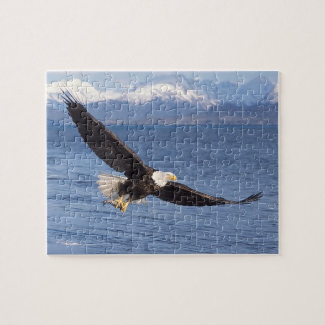 bald eagle, Haliaeetus leucocephalus, in flight 4 Jigsaw Puzzle (Horizontal)