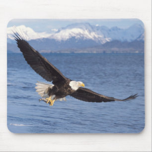 bald eagle, Haliaeetus leucocephalus, in flight 4 Mouse Mat