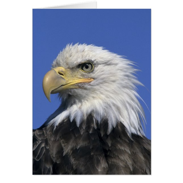 Bald Eagle, (Haliaeetus leucocephalus), wild, (Front)