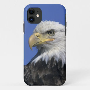 Bald Eagle, (Haliaeetus leucocephalus), wild, iPhone 11 Case