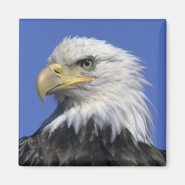 Bald Eagle, (Haliaeetus leucocephalus), wild, Magnet (Front)