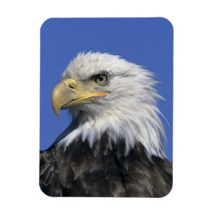 Bald Eagle, (Haliaeetus leucocephalus), wild, Magnet