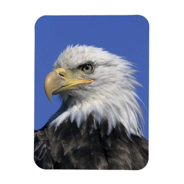 Bald Eagle, (Haliaeetus leucocephalus), wild, Magnet (Vertical)