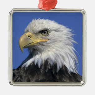 Bald Eagle, (Haliaeetus leucocephalus), wild, Metal Tree Decoration