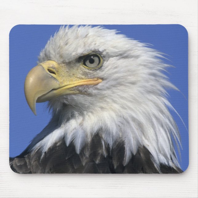 Bald Eagle, (Haliaeetus leucocephalus), wild, Mouse Mat (Front)
