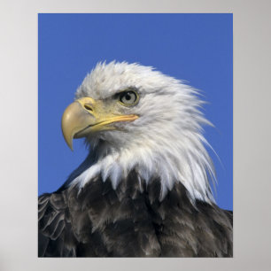 Bald Eagle, (Haliaeetus leucocephalus), wild, Poster