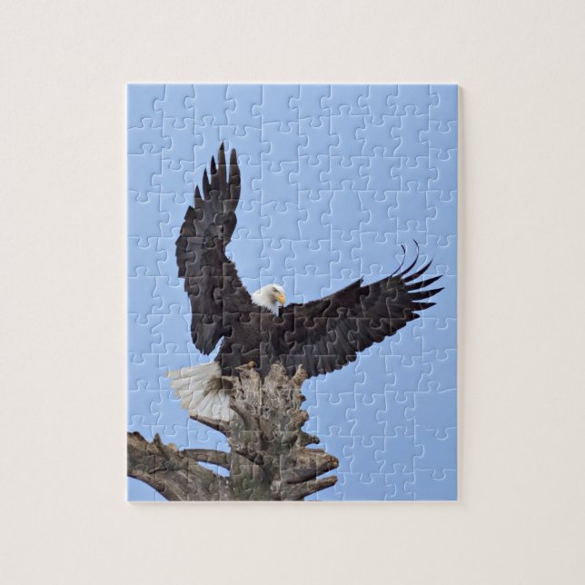 Bald Eagle (Haliaeetus leucocephalus) with wings Jigsaw Puzzle (Vertical)