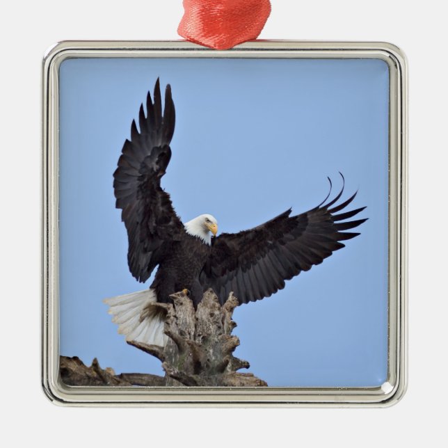 Bald Eagle (Haliaeetus leucocephalus) with wings Metal Tree Decoration (Front)