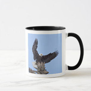 Bald Eagle (Haliaeetus leucocephalus) with wings Mug