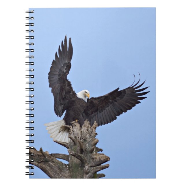 Bald Eagle (Haliaeetus leucocephalus) with wings Notebook (Front)