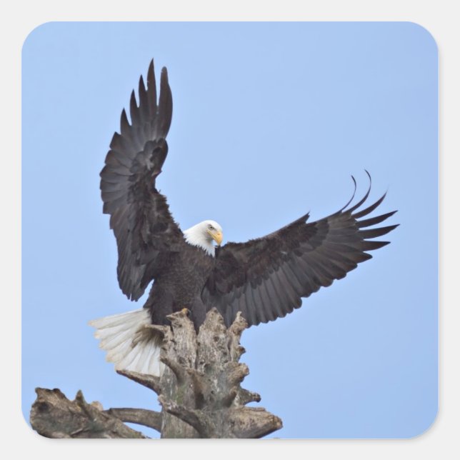 Bald Eagle (Haliaeetus leucocephalus) with wings Square Sticker (Front)