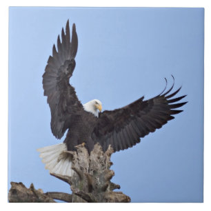 Bald Eagle (Haliaeetus leucocephalus) with wings Tile