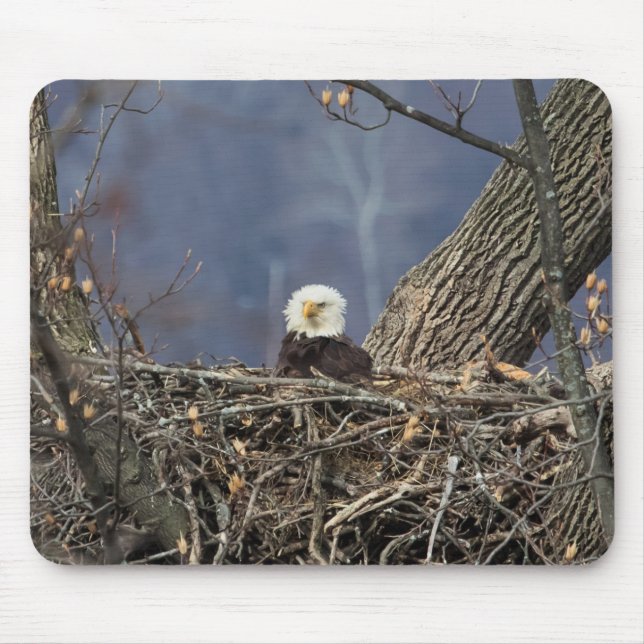 Bald Eagle having a bad hair day Mouse Mat (Front)