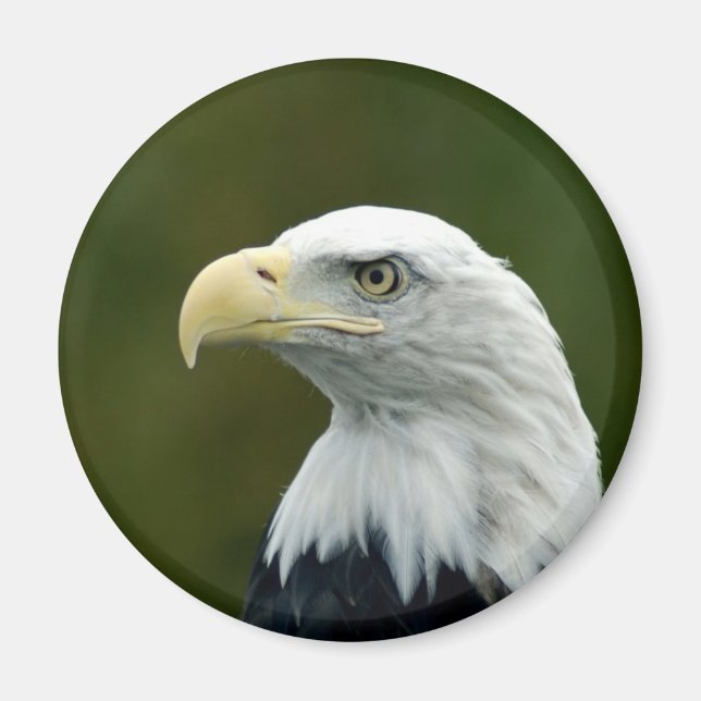 Bald Eagle head magnet (Front)