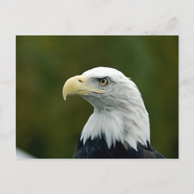 Bald Eagle head postcard (Front)