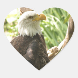 Bald Eagle Heart Sticker