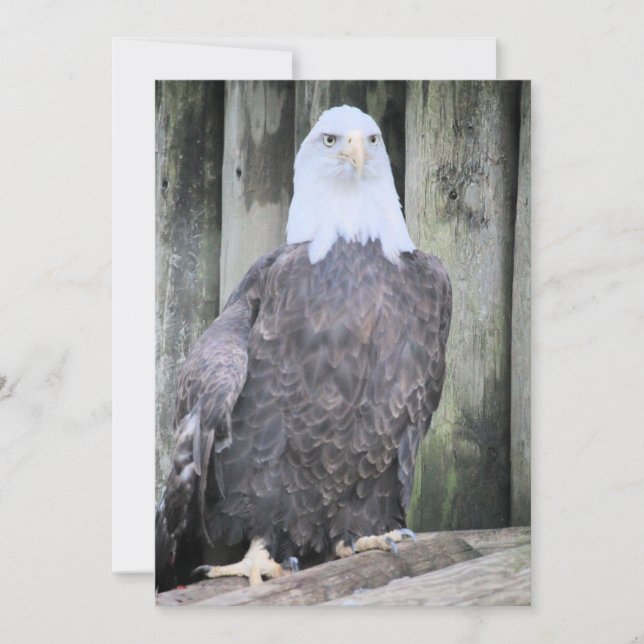 Bald eagle holiday card (Front)
