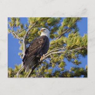 Bald Eagle II Postcard