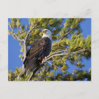 Bald Eagle II Postcard