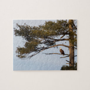 Bald Eagle In A Pine Tree Jigsaw Puzzle