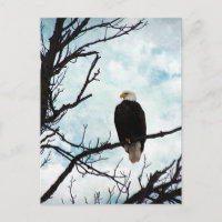Bald Eagle in a Tree With Blue Sky and Clouds