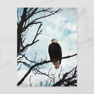 Bald Eagle in a Tree With Blue Sky and Clouds Postcard