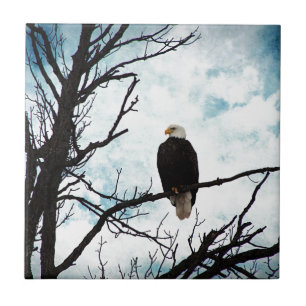 Bald Eagle in a Tree With Blue Sky and Clouds Tile