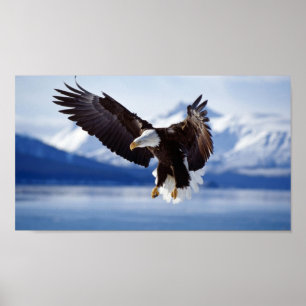 BALD EAGLE IN ALASKA POSTER