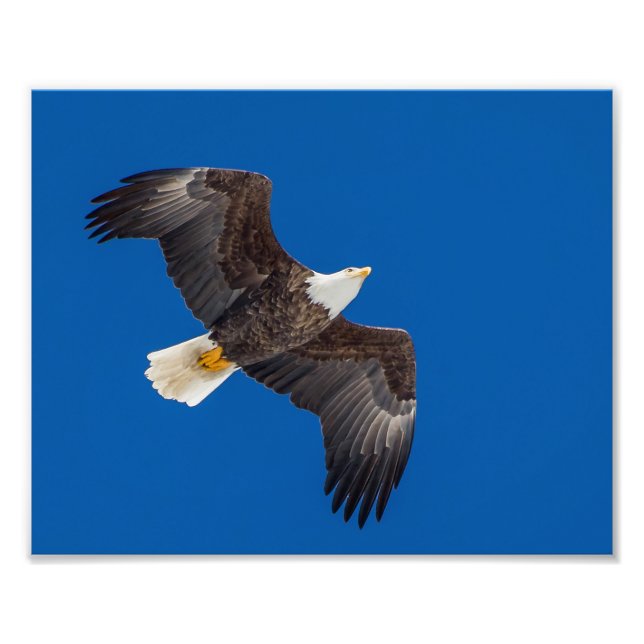 Bald Eagle In Blue Sky Photo Print (Front)