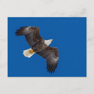 Bald Eagle In Blue Sky Postcard