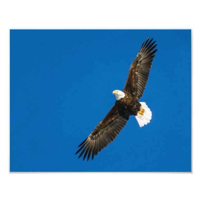 Bald Eagle In Clear Blue Sky Photo Print (Front)