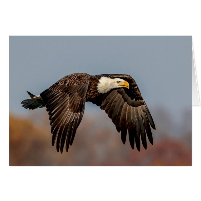 Bald Eagle in flight (Front Horizontal)