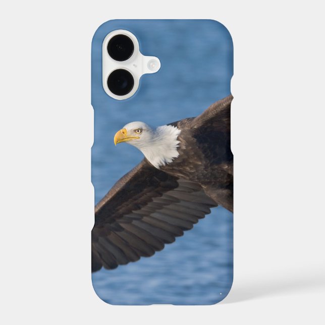 Bald eagle in flight (Back)