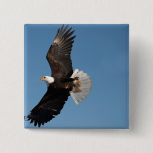 Bald Eagle in Flight 15 Cm Square Badge