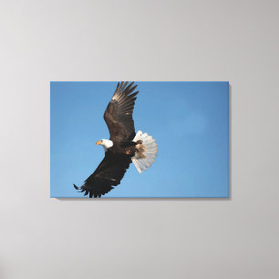 Bald Eagle in Flight Canvas Print