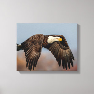 Bald Eagle in flight Canvas Print