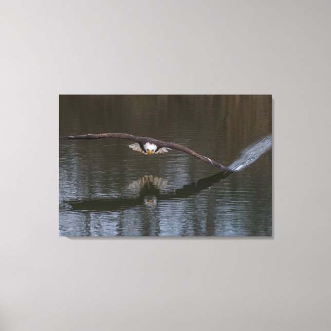 Bald Eagle in Flight Canvas Print (Front)