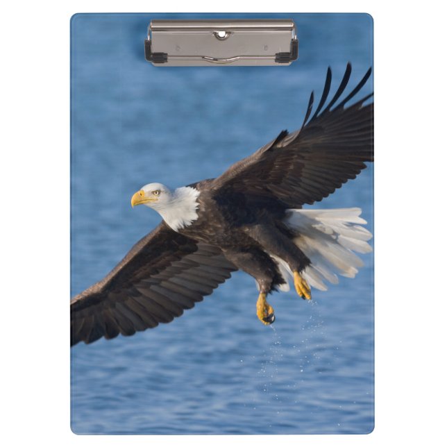 Bald eagle in flight clipboard (Front)
