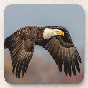 Bald Eagle in flight Coaster